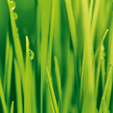 Beautiful Green Grass