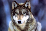 WWF - Loup gris
