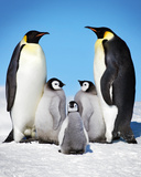 Penguins-Family