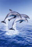 Trio de dauphins