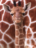 A Three Week Old Baby Giraffe at Whipsnade Wild Animal Park Pictured in Front of Its Mother