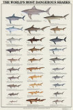 Les requins les plus dangereux du monde