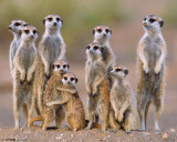Meerkats - Family