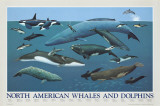 Baleines et dauphins d'Amérique du Nord