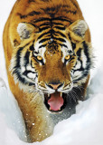 TIGER SNOW, 3-D Poster