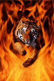 Tigre du Bengale sautant dans les flammes