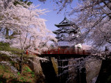 Cherry Blossoms and Hirosaki Castle
