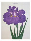 Kyo-Nishiki Book of a Purple Iris