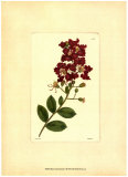 Rouge Botanique Curtis II