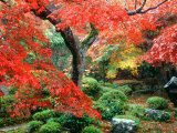 Garden with Maple Trees in Enkouin Temple, Autumn, Kyoto, Japan