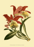 Orchid Splendor IV