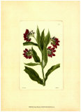 Rouge Botanique Curtis I