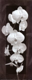 Orchid Opulence II