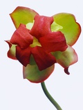Orchidée rouge et verte