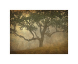 Oak in Fog Study 13