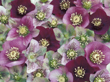 Heleborus Flower Design, Sammamish, Washington, USA
