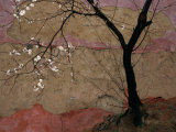 Plum Tree against a Colorful Temple Wall