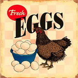 Fresh Eggs Hen Chicken Distressed