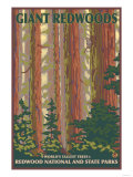 Giant Redwoods, Redwood National Park, California